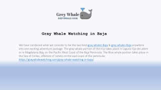 Embark On A Majestic Grey Whales Baja Journey