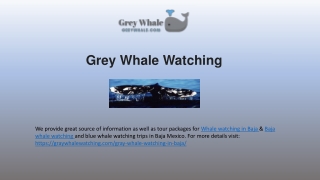 Stunning Baja Whale Watching Travels