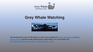 Stunning Baja Whale Watching Travels