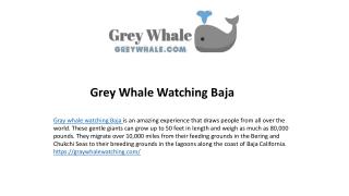 Gorgeous Gray Whale Watching Baja Sight