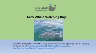 Enthralling Whale Watching Experiences in Mexico