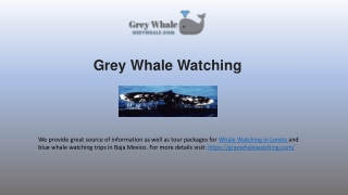 Top Loreto Whale Watching Vacations