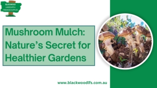 Mushroom Mulch Nature’s Secret for Healthier Gardens