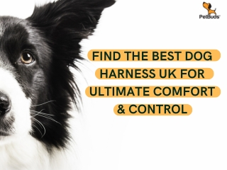 The Ultimate Guide to Choosing the Best Dog Harness and Leash for Your Pet