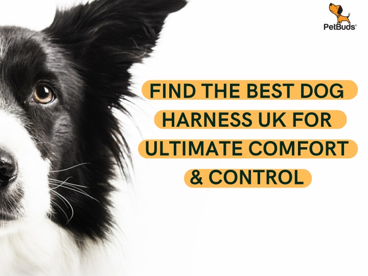 find the best dog harness uk for ultimate comfort