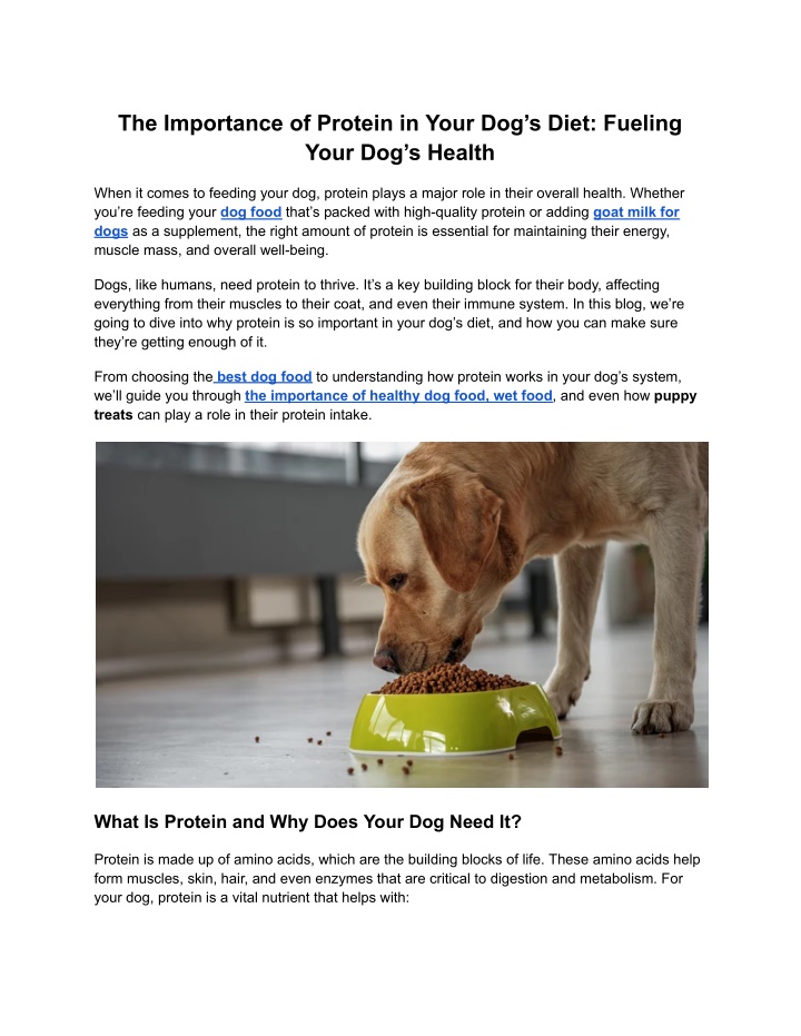 the importance of protein in your dog s diet