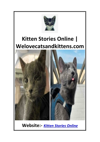 kitten stories online welovecatsandkittens com