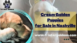 Cream Golden Puppies for Sale in Nashville-Champion-Bred, Healthy, and Home-Raised