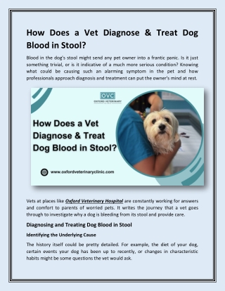 How Does a Vet Diagnose and Treat Dog Blood in Stool?