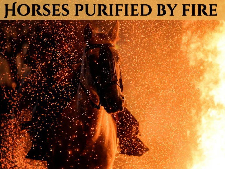 horses purified fire