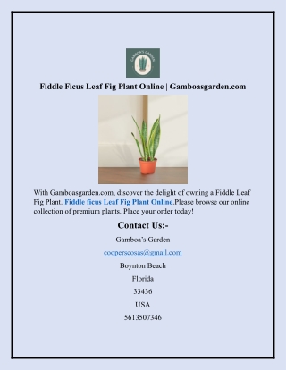 fiddle ficus leaf fig plant online gamboasgarden