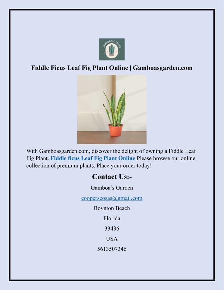 fiddle ficus leaf fig plant online gamboasgarden