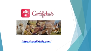 Trusted Online Vet Appointments in San Diego with Cuddly Tails
