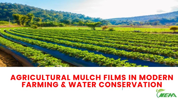 agricultural mulch films in modern farming water conservation