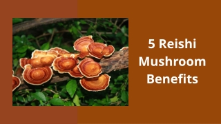 5 Reishi Mushroom Benefits