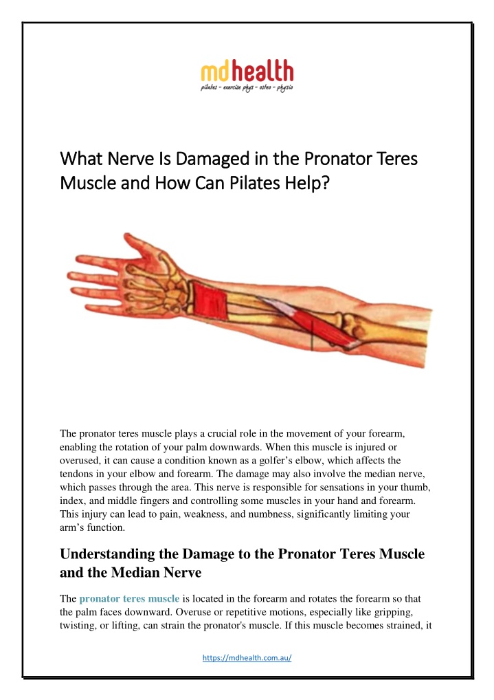 what nerve is damaged in the pronator teres what