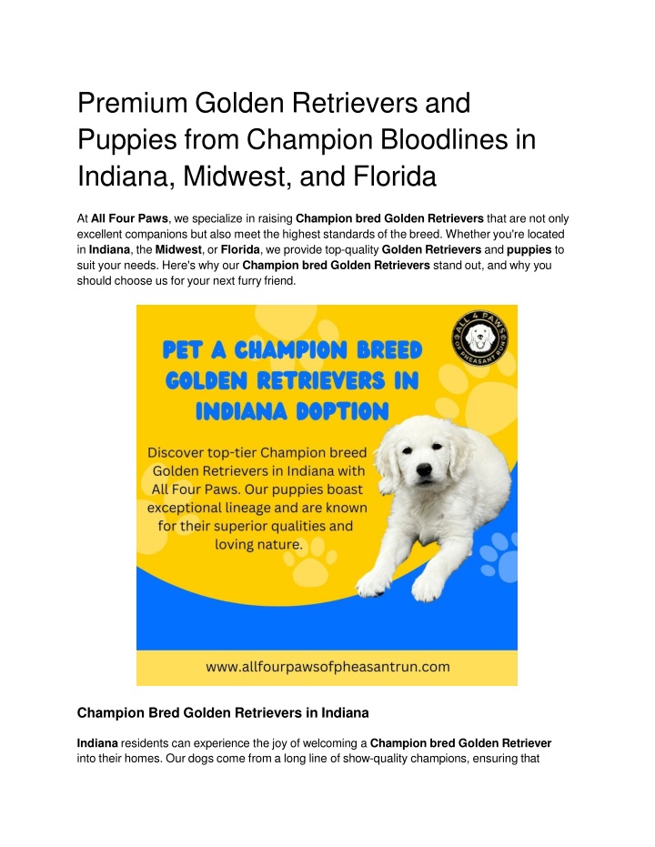 premium golden retrievers and puppies from champion bloodlines in indiana midwest and florida