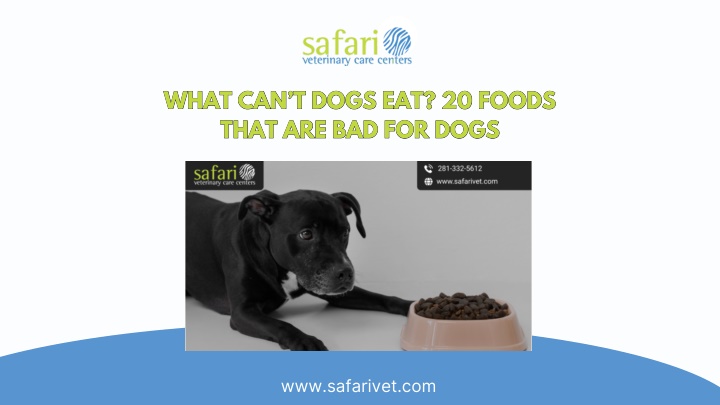 what can t dogs eat 20 foods that