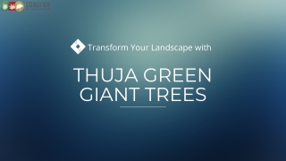 Thuja Green Giant Trees for Sale – Fast Growth, Low Maintenance