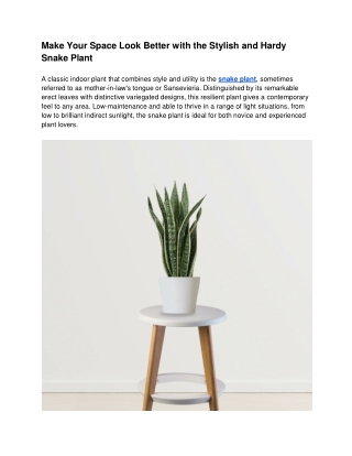 Make Your Space Look Better with the Stylish and Hardy Snake Plant