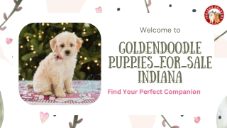 Goldendoodle Puppies for Sale Indiana-Reserve Yours Today