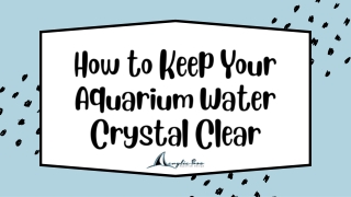 How to Keep Your Aquarium Water Crystal Clear