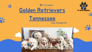 Golden Retrievers Tennessee - Your New Family Member Awaits