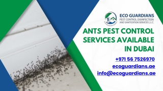 Ants Pest Control in Dubai