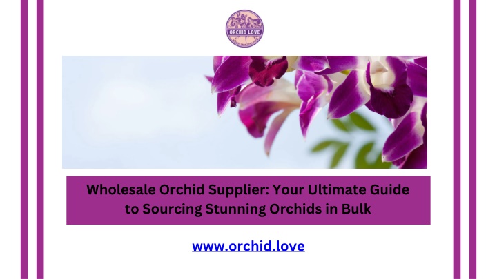 wholesale orchid supplier your ultimate guide