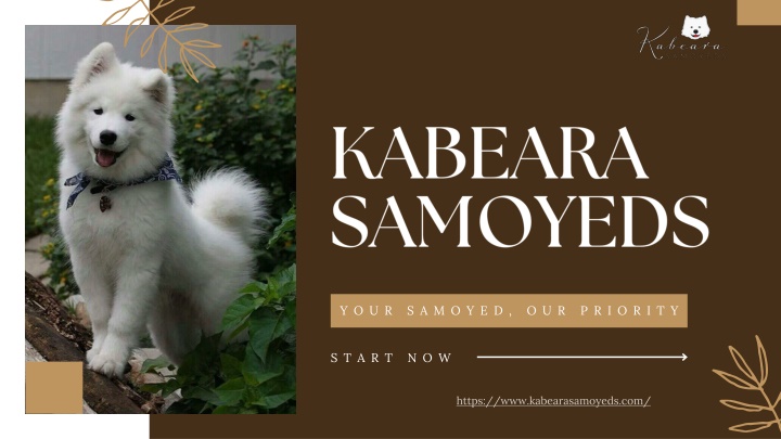 kabeara samoyeds