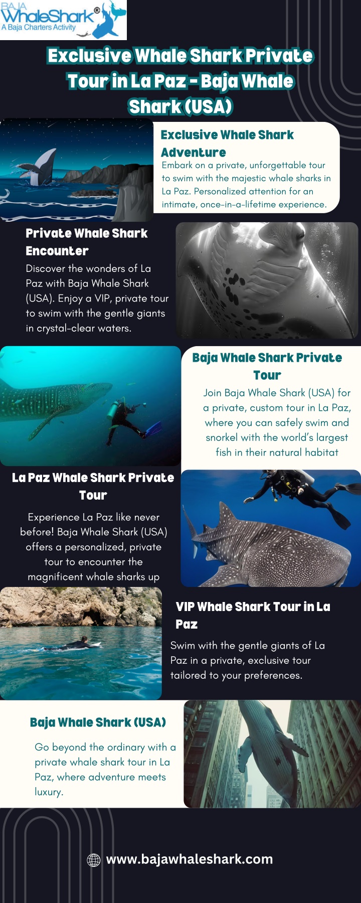 exclusive whale shark private tour in la paz baja