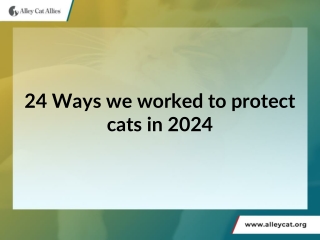 24 Ways We Worked to Protect Cats in 2024