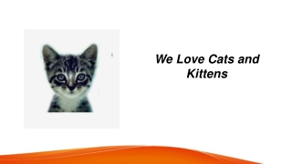 we love cats and kittens