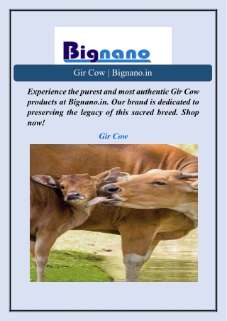 gir cow bignano in