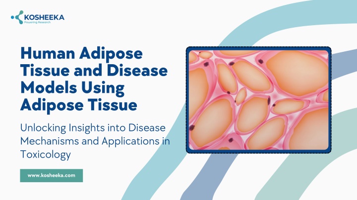 human adipose tissue and disease models using