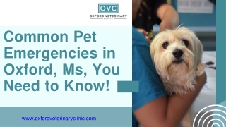 Common Pet Emergencies in Oxford, Ms, You Need to Know!