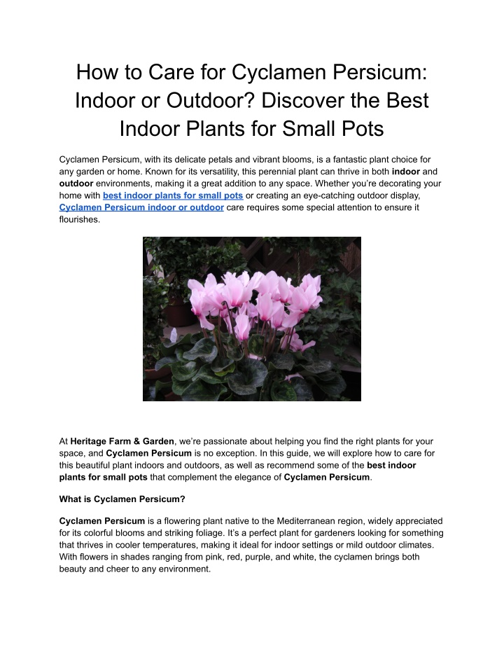 how to care for cyclamen persicum indoor