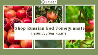 Shop Russian Red Pomegranate Tissue Culture Plants Online