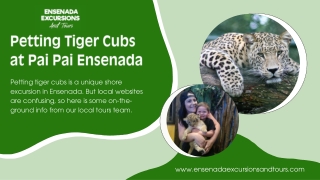 Petting Tiger Cubs at Pai Pai