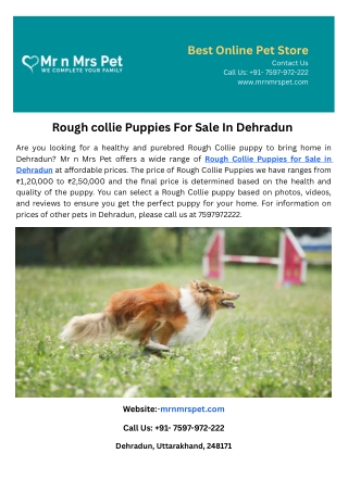 Rough collie Puppies For Sale In Dehradun