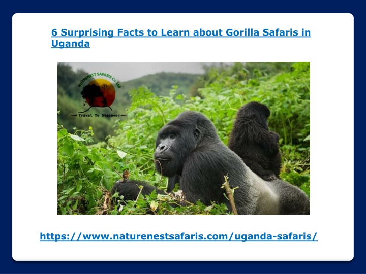 6 surprising facts to learn about gorilla safaris