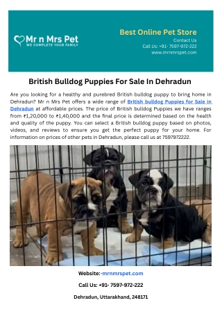 British Bulldog Puppies For Sale In Dehradun