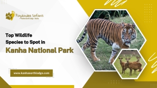 Top Wildlife Species to Spot in Kanha National Park