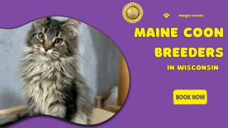 Maine Coon Breeders in Wisconsin Find Top Ethical Catteries Nearby