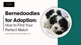 Bernedoodles for Adoption: How to Find Your Perfect Match