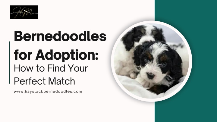 bernedoodles for adoption how to find your