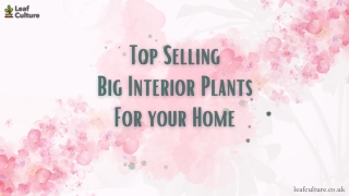 Top Big Interior Plants For Your Home