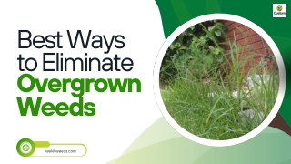 best ways to eliminate overgrown weeds