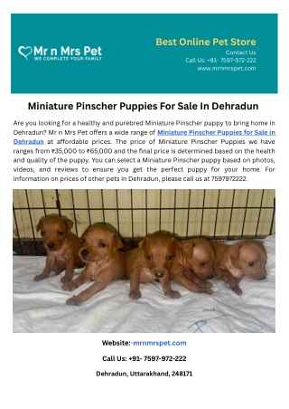 Miniature Pinscher Puppies For Sale In Dehradun