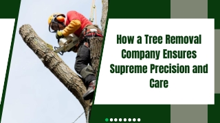 Experienced Arborists Specializing in Tree Safety